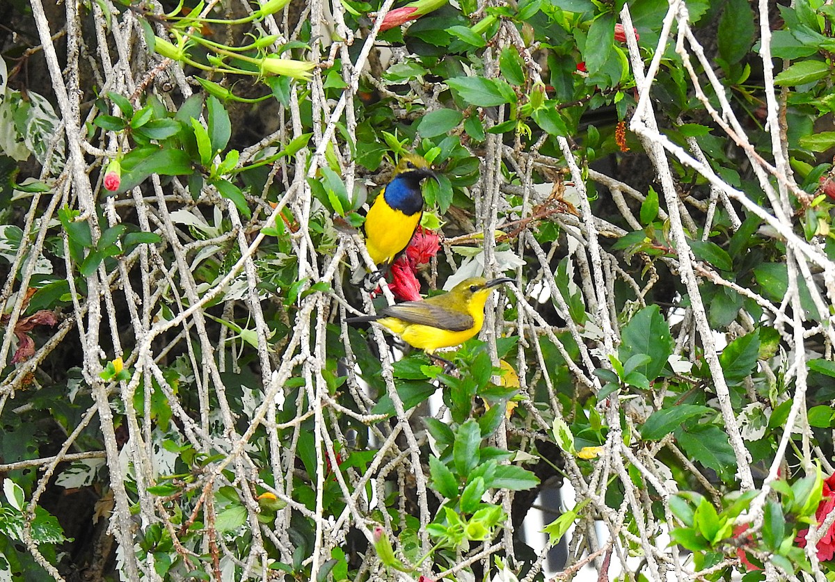 Sahul Sunbird - ML645076700