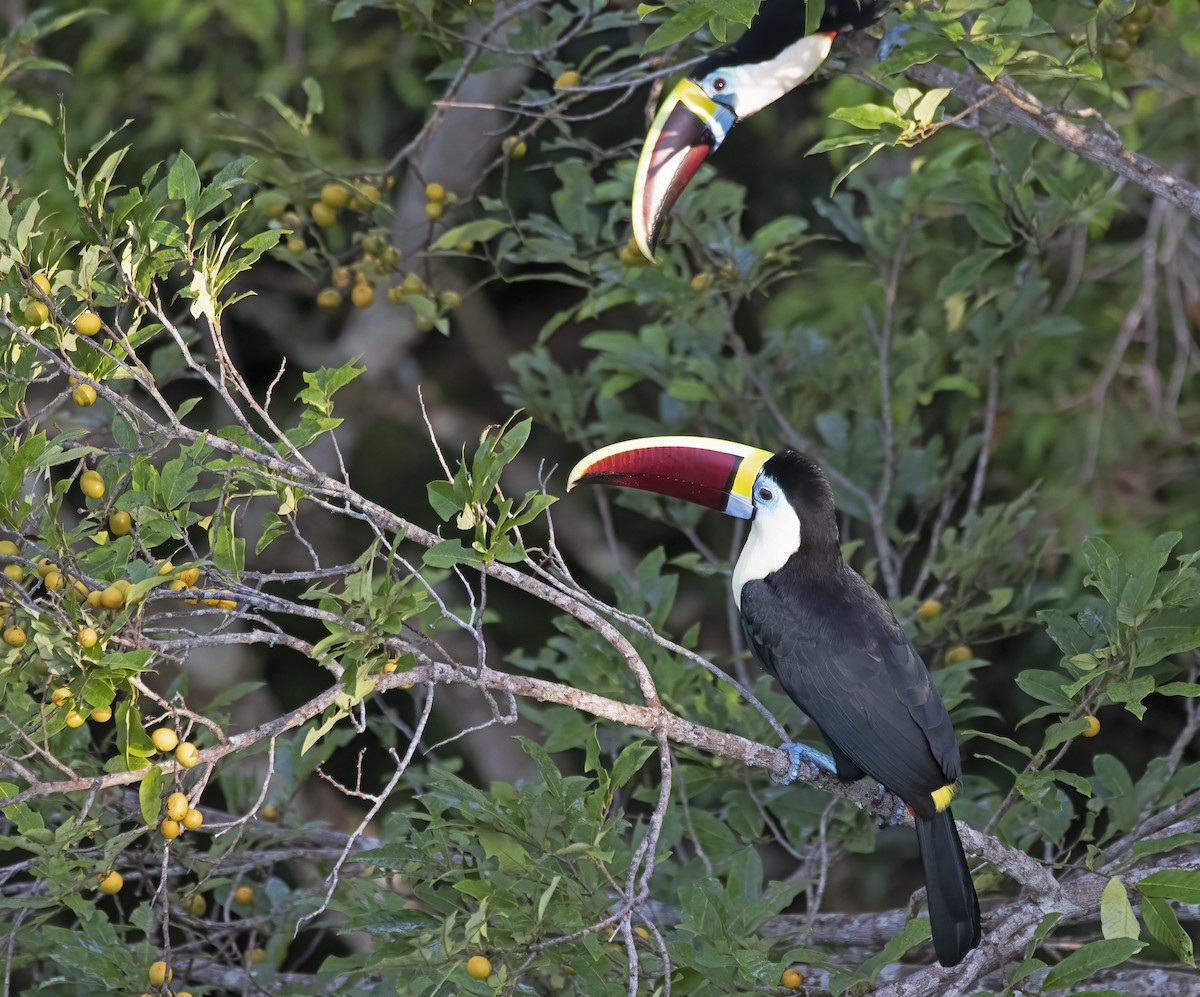 White-throated Toucan - ML645076706