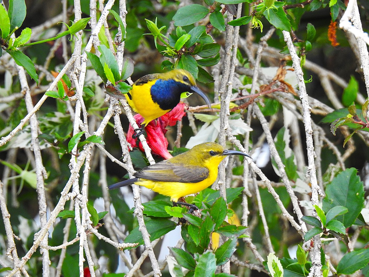 Sahul Sunbird - ML645076719