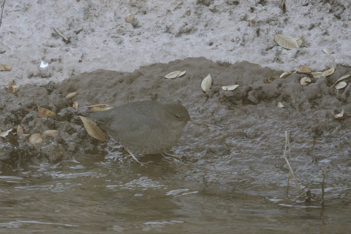 American Dipper - ML645076721