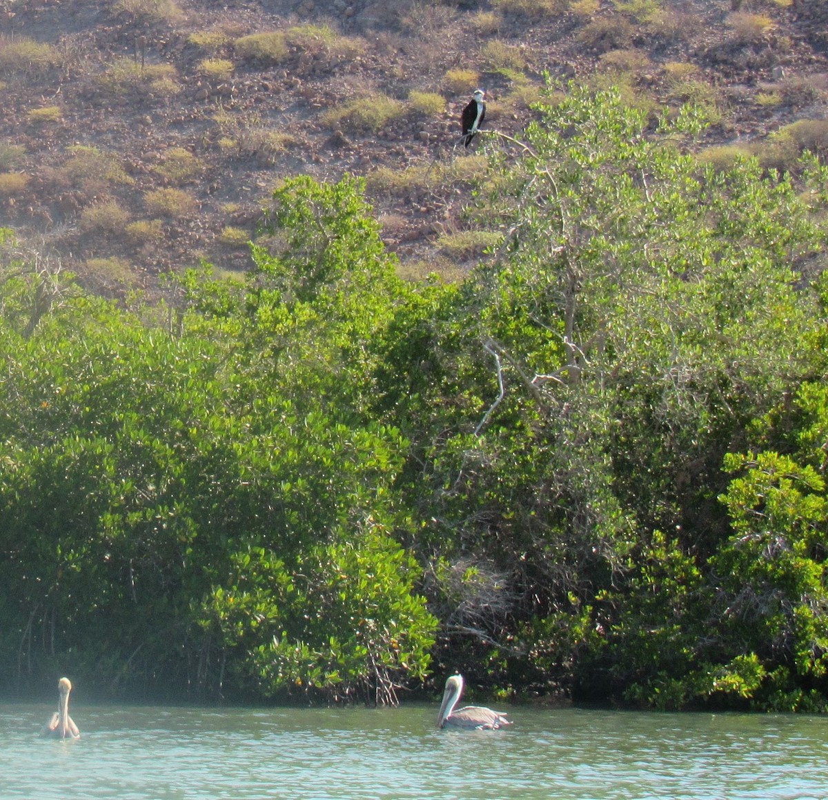 Osprey - ML645076727