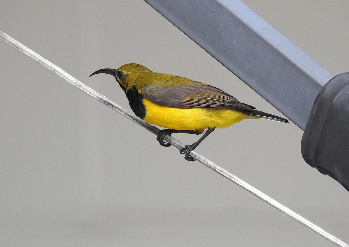 Sahul Sunbird - ML645076728