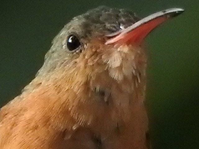Cinnamon Hummingbird - ML645076732