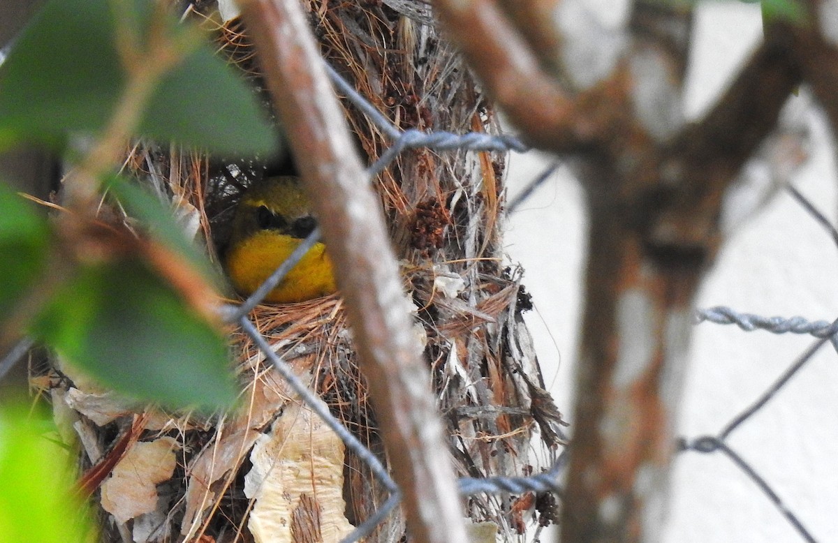 Sahul Sunbird - ML645076735