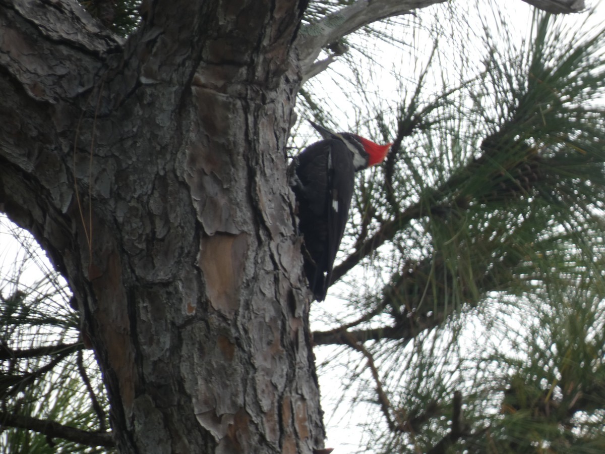 datel chocholatý - ML645076736