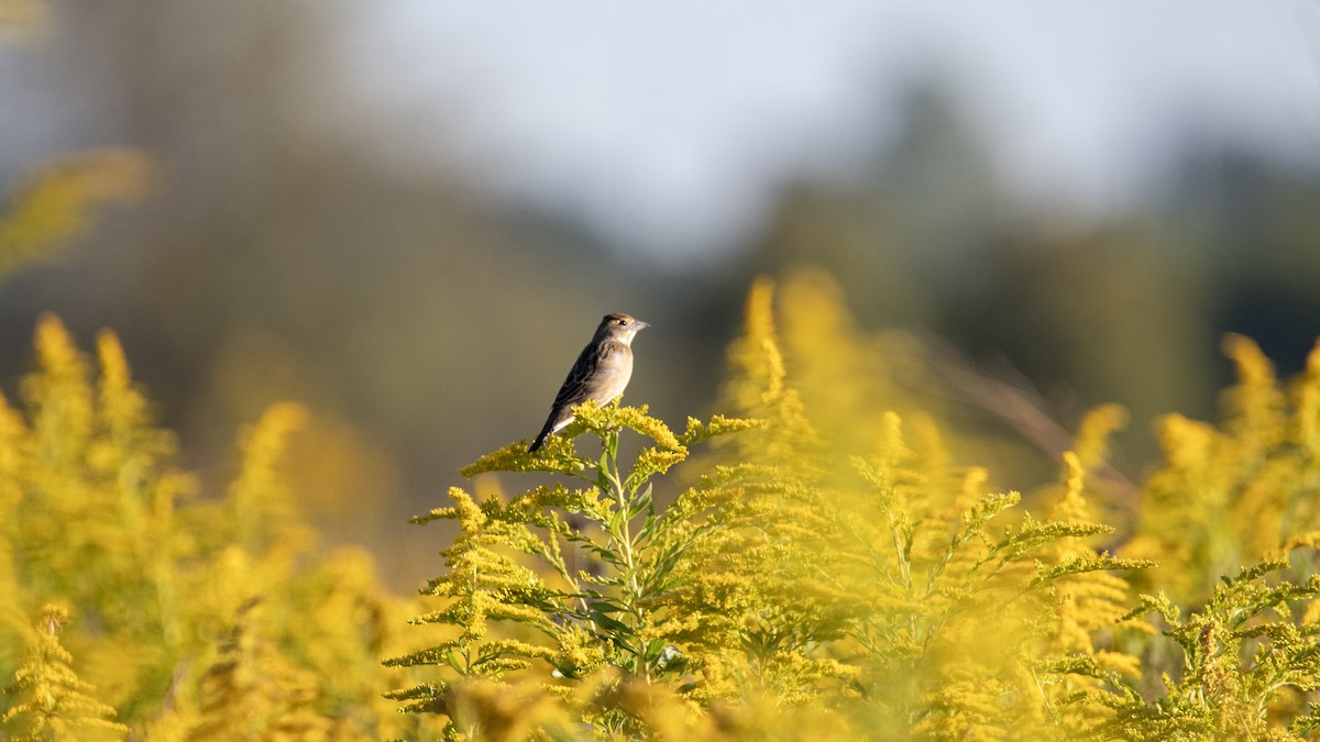Dickcissel - ML645076746