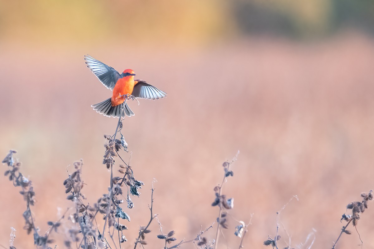 Vermilion Flycatcher - ML645076769