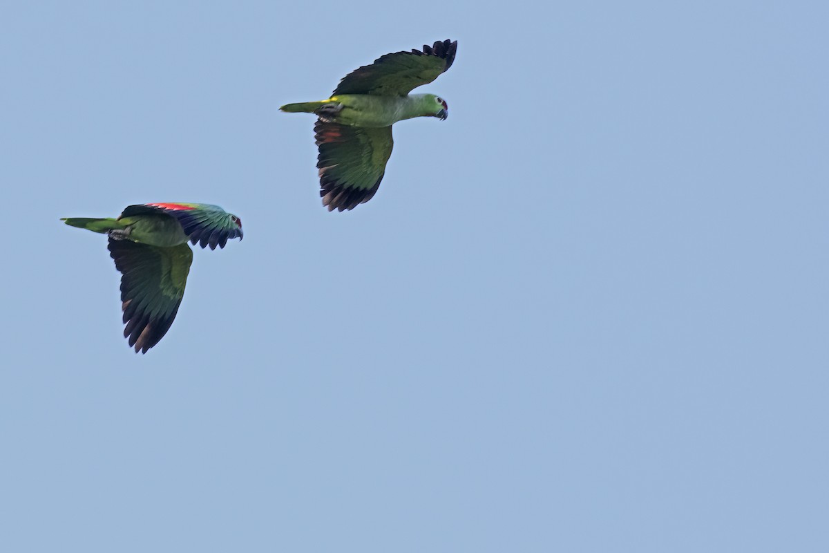 Diademed Amazon - ML645076800