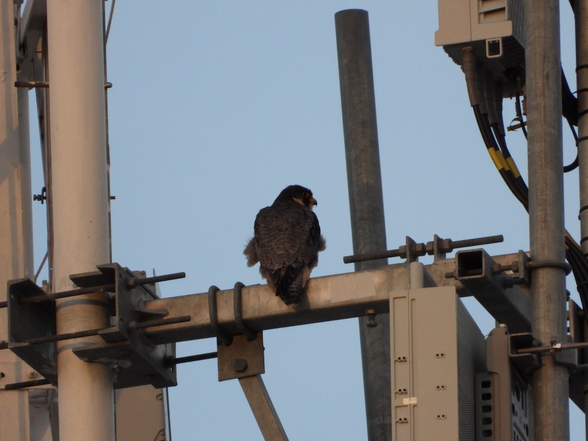 Peregrine Falcon - ML645076805