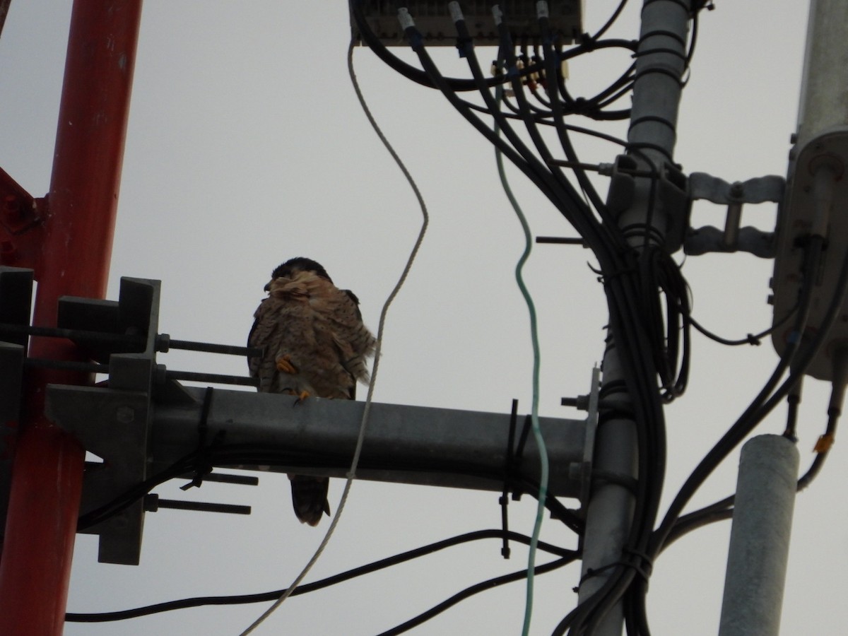 Peregrine Falcon - ML645076806