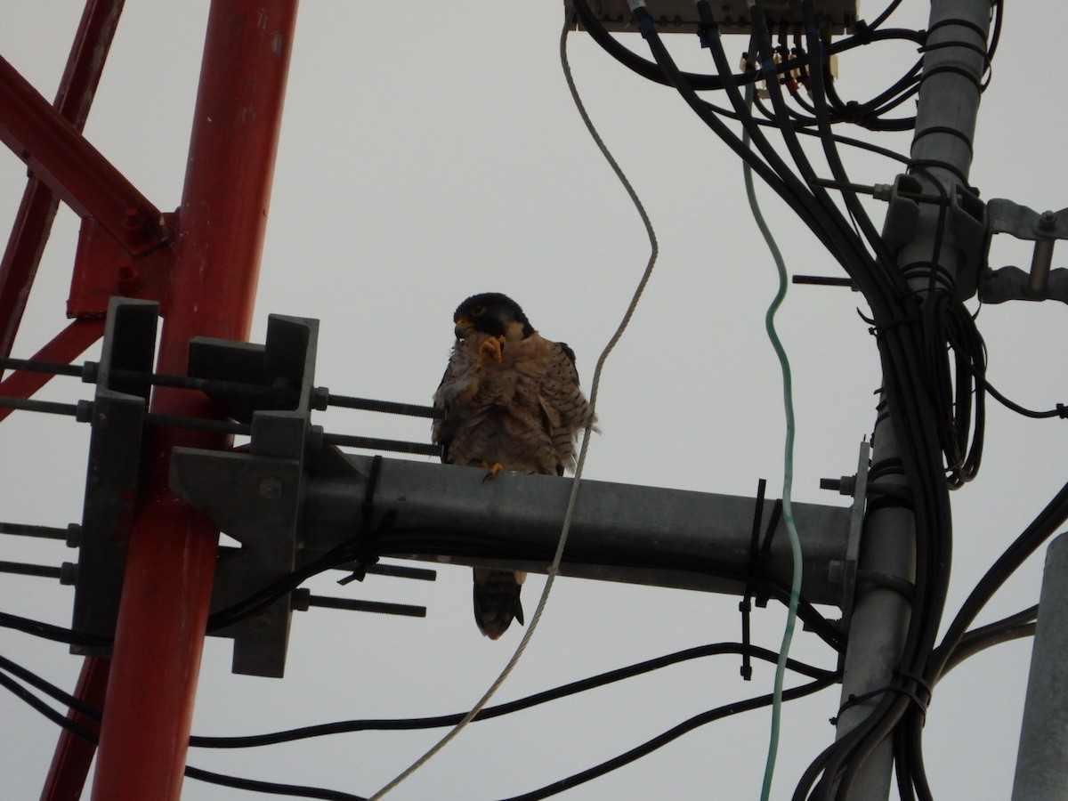 Peregrine Falcon - ML645076807