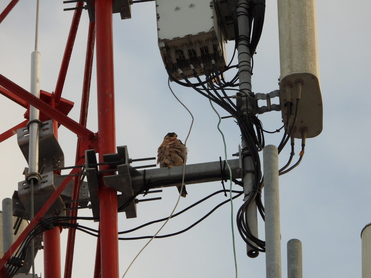 Peregrine Falcon - ML645076808