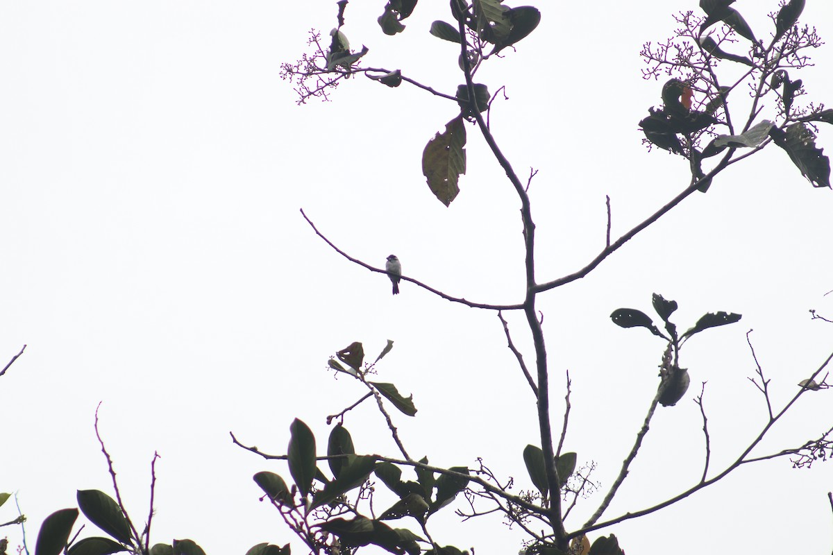 Variable Seedeater - ML645076814