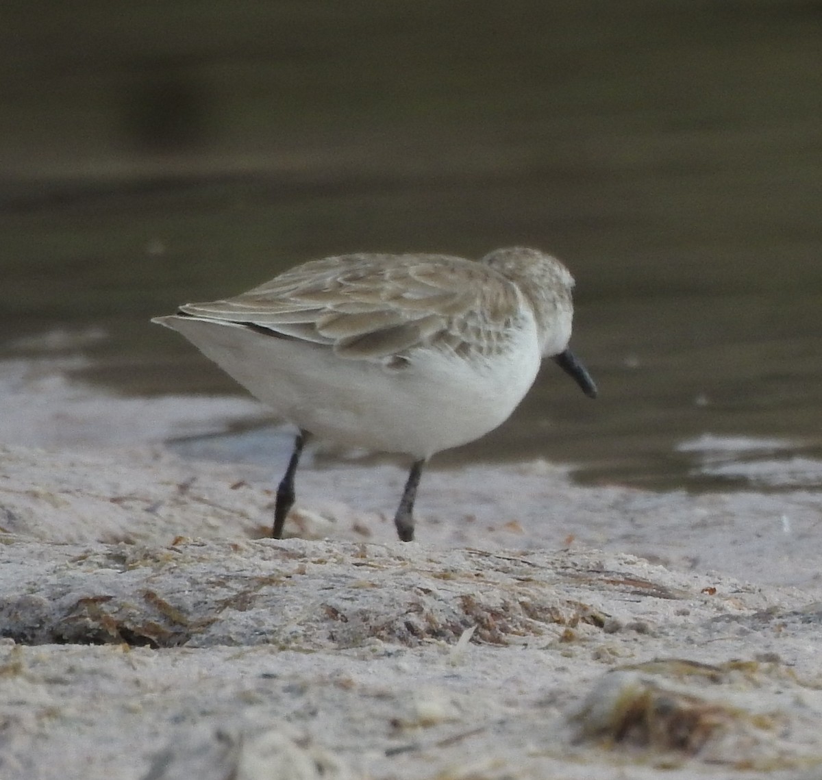 Semipalmated Sandpiper - ML645076816