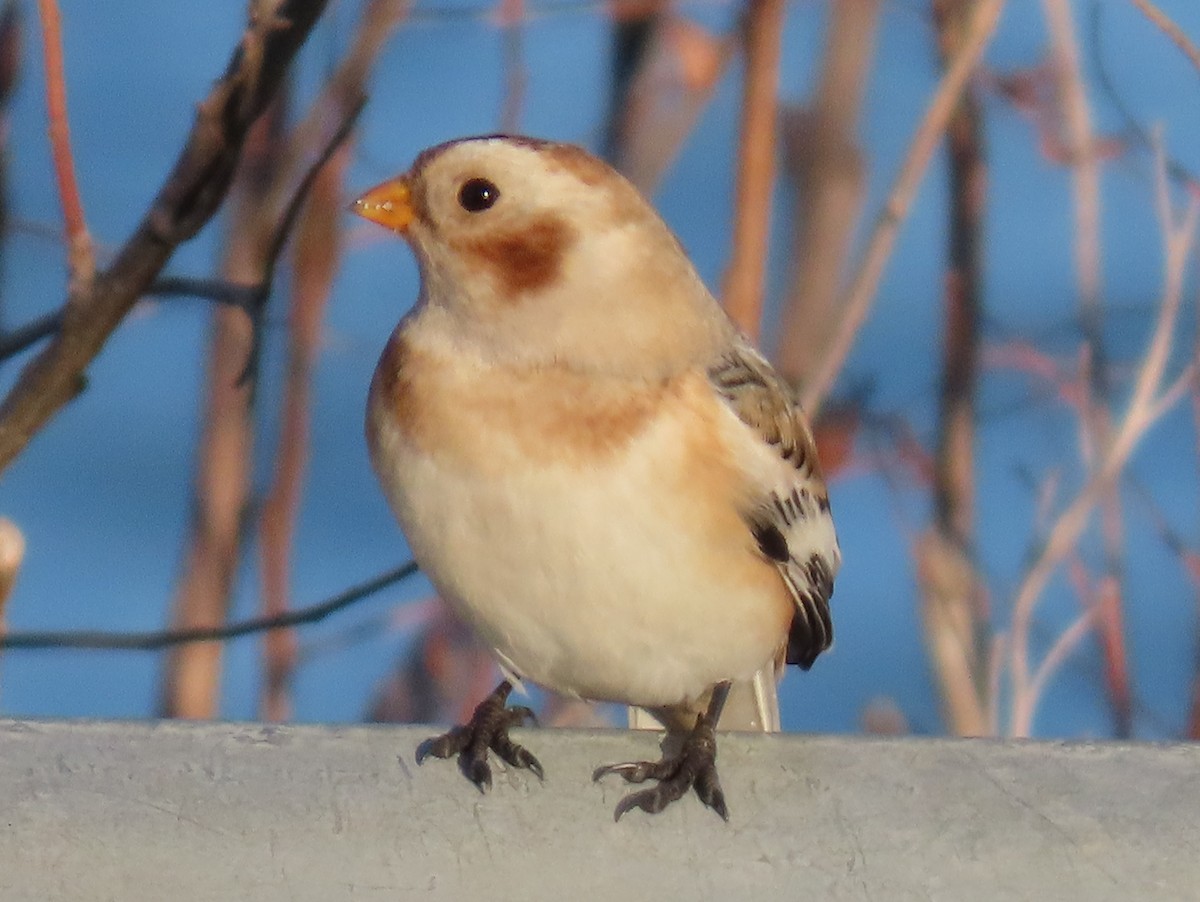 Snow Bunting - ML645076823