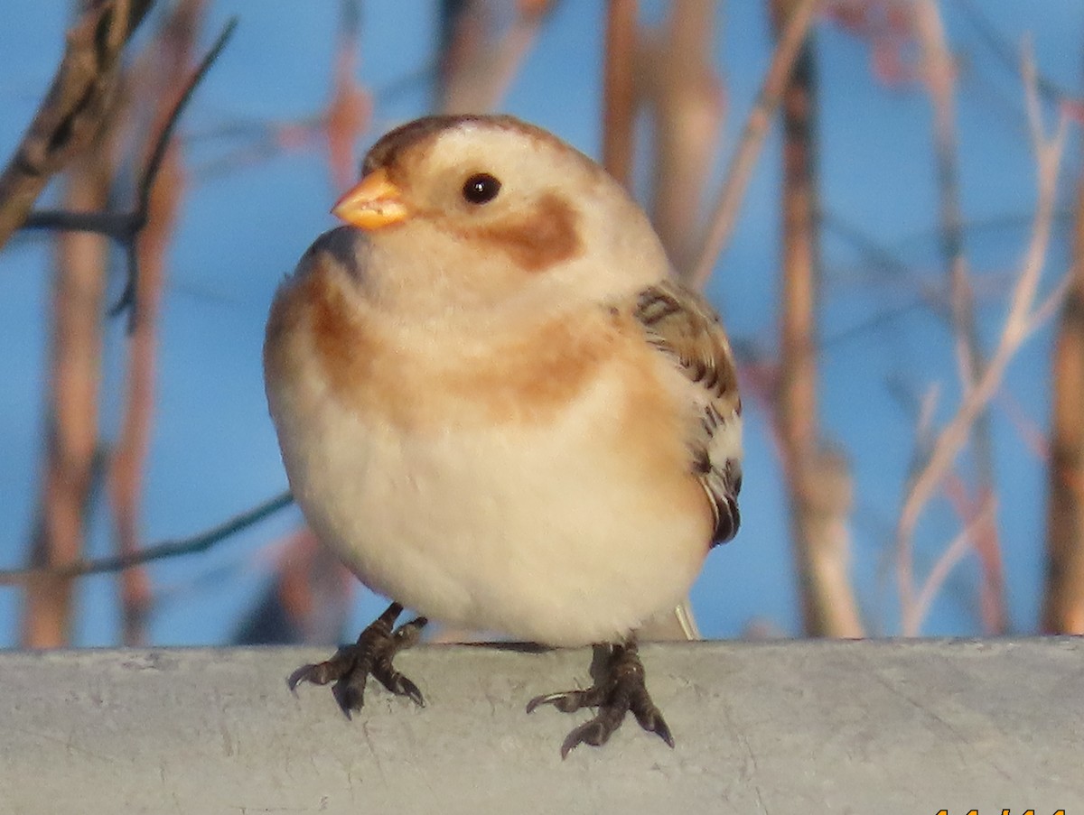 Snow Bunting - ML645076824