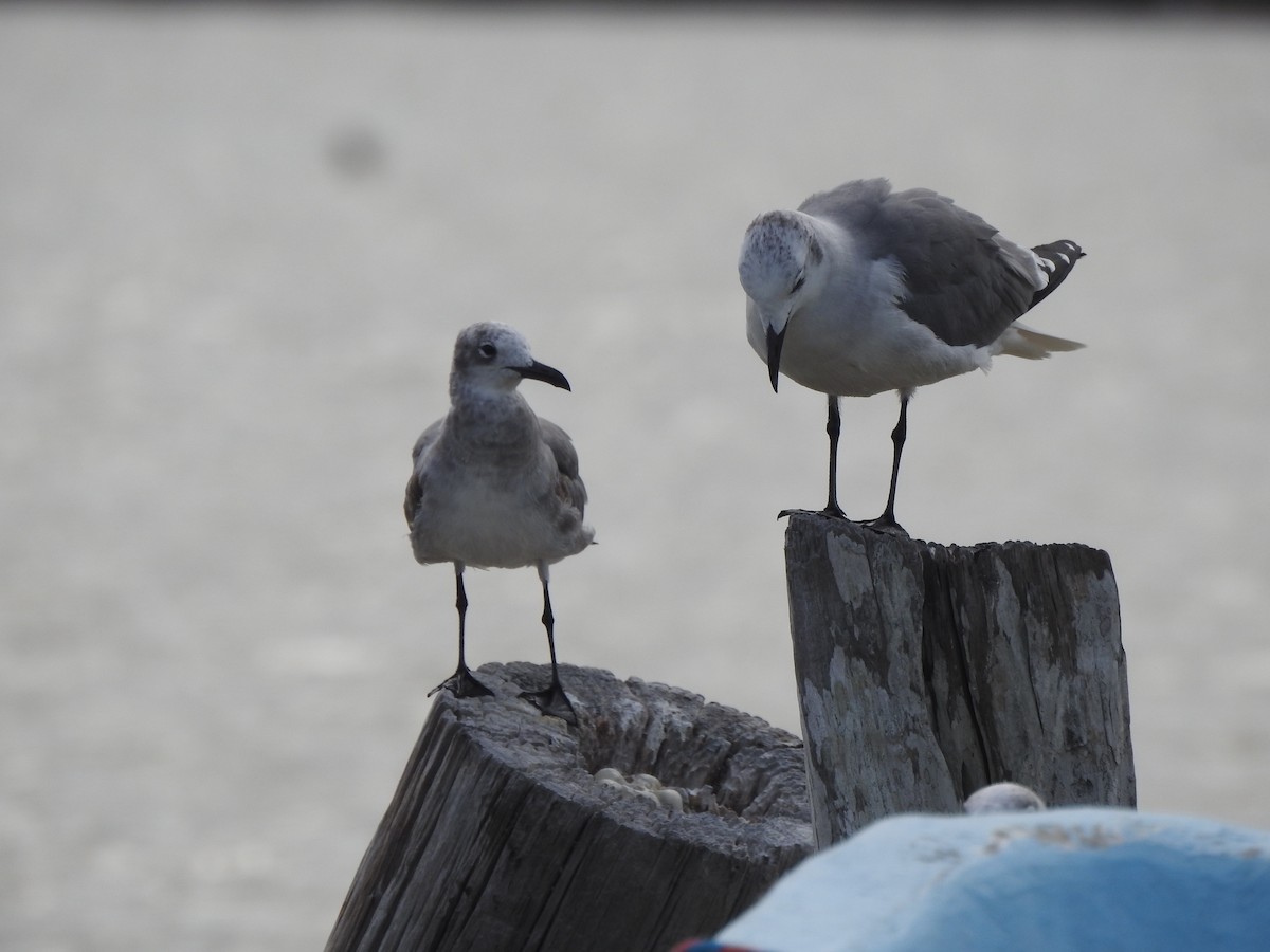 Laughing Gull - ML645076825