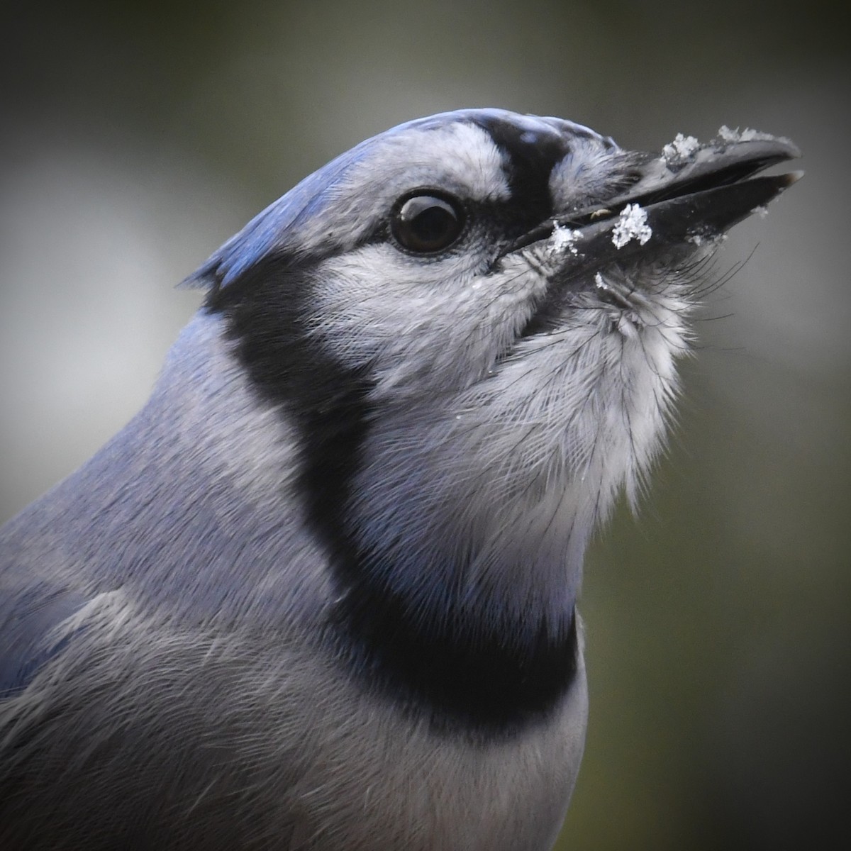 Blue Jay - ML645076828