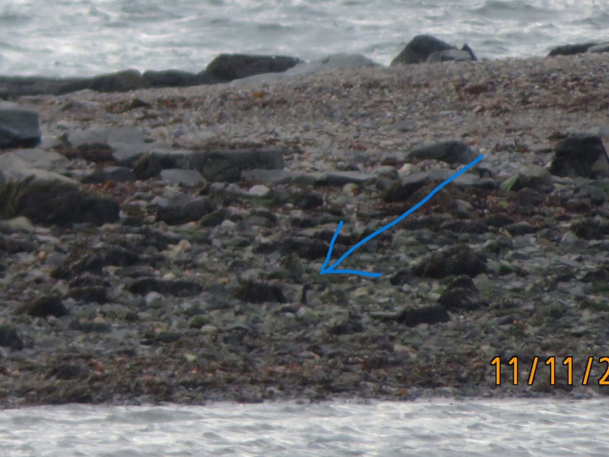 Brant (Pale-bellied) - ML645076838