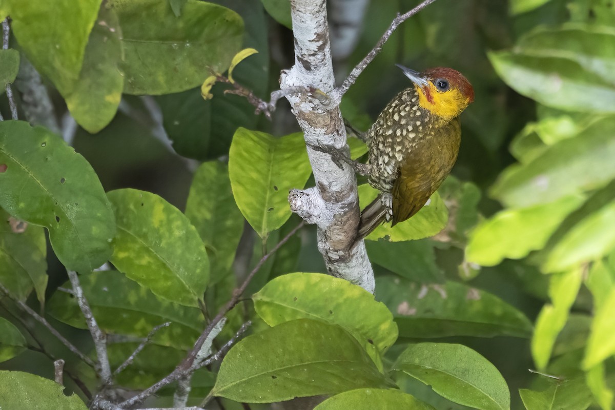 Carpintero Gorjigualdo - ML645076842