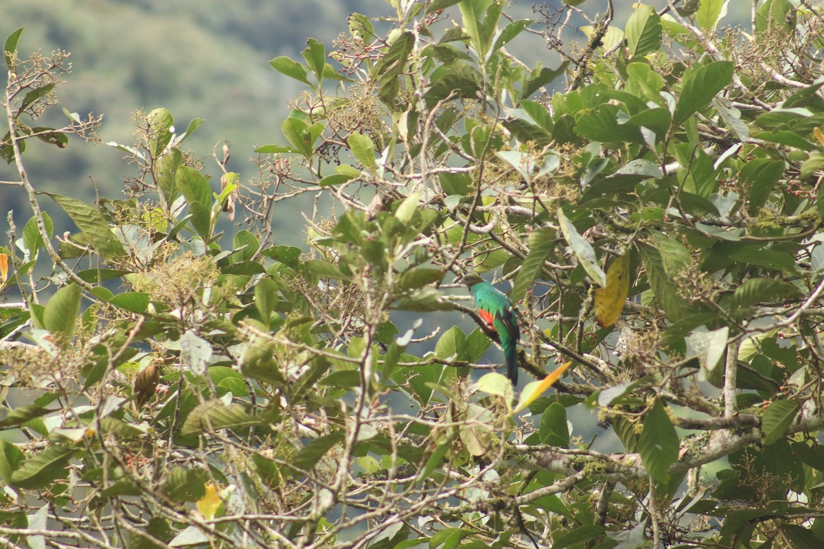 Goldkopftrogon - ML645076855