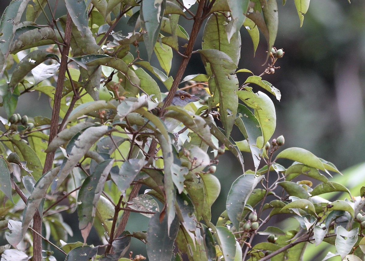 Віреон рудобровий - ML645076868