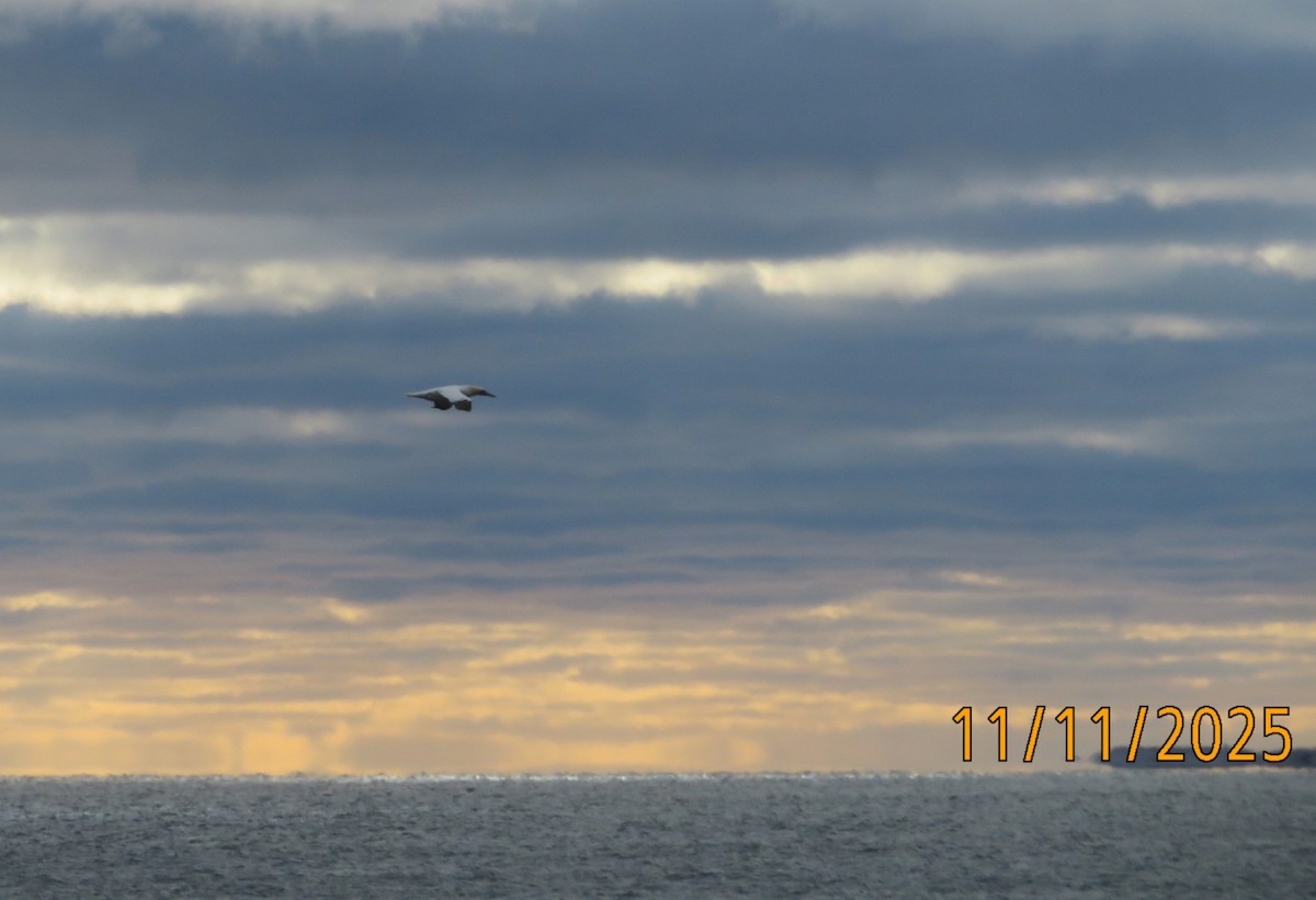 Northern Gannet - ML645076871