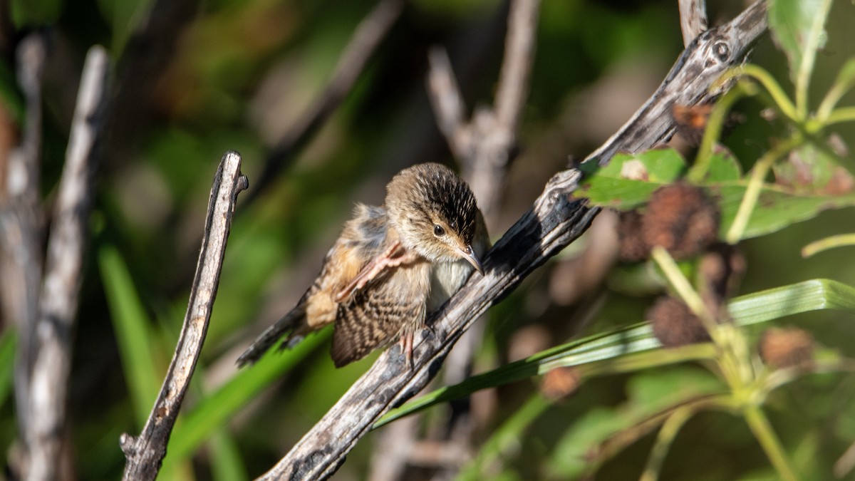 Sedge Wren - ML645076884