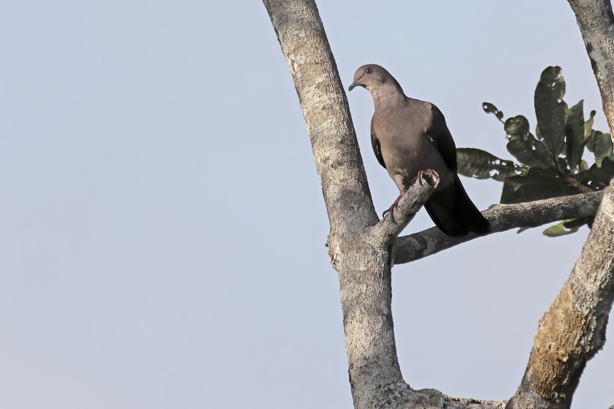 Ruddy Pigeon - ML645076886