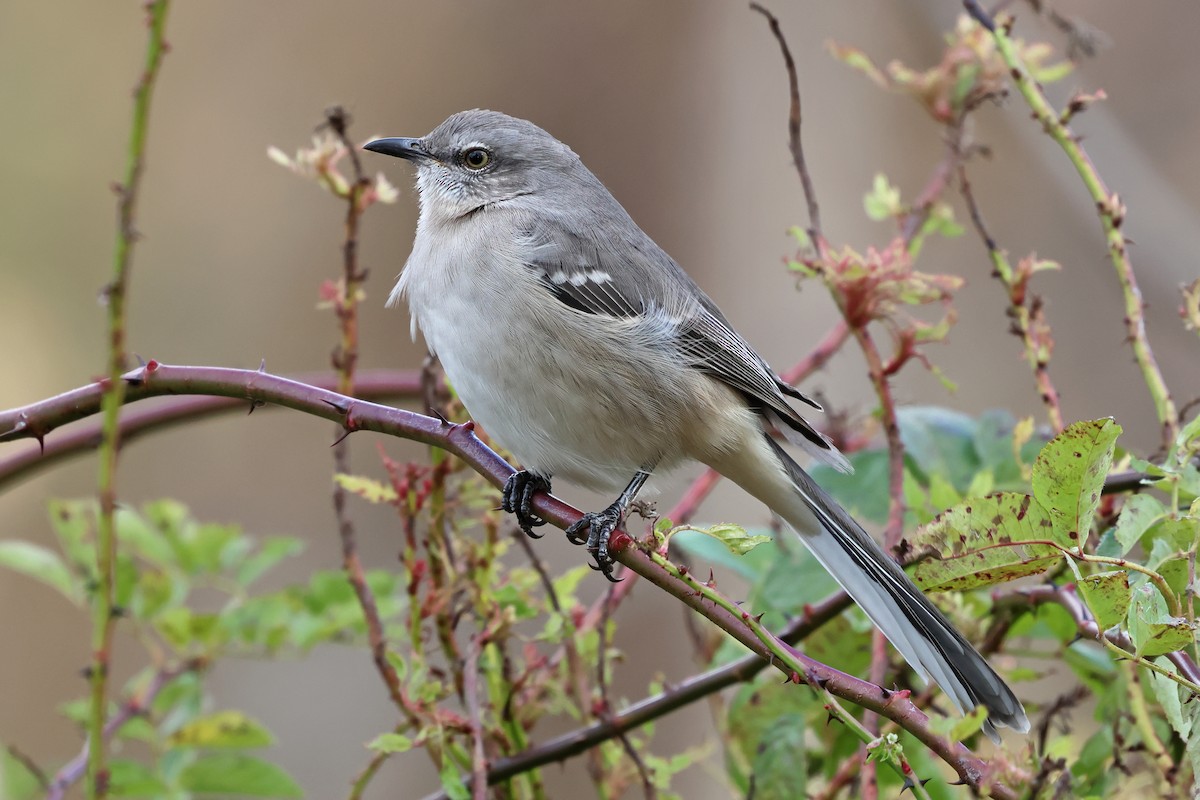 Northern Mockingbird - ML645076891