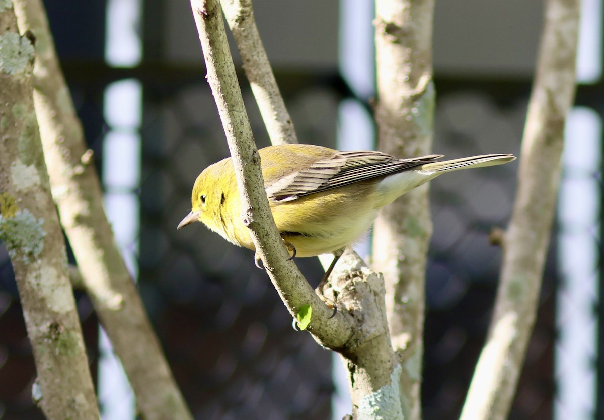 סבכון אורנים - ML645076892