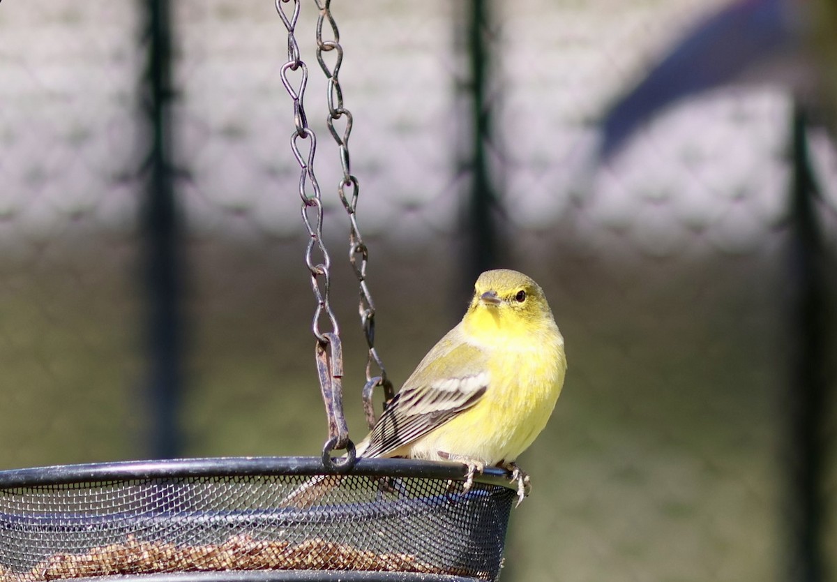 סבכון אורנים - ML645076893
