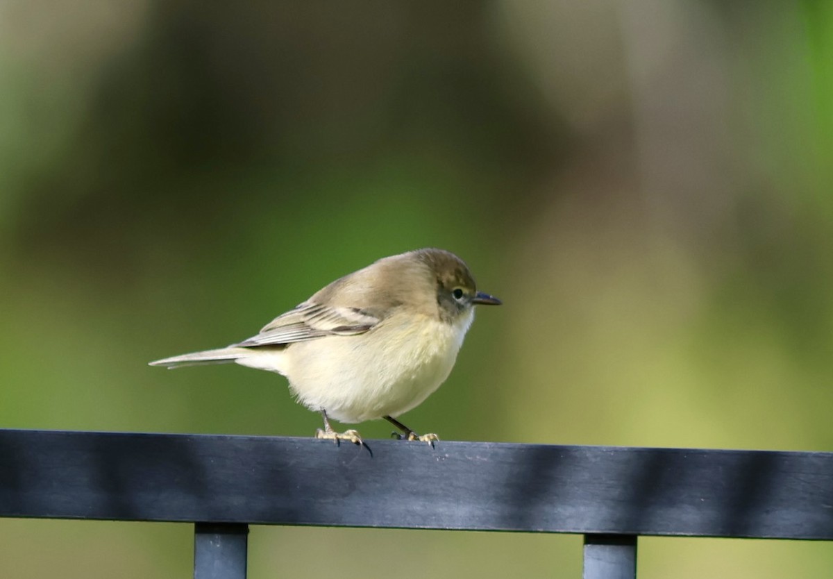 סבכון אורנים - ML645076894