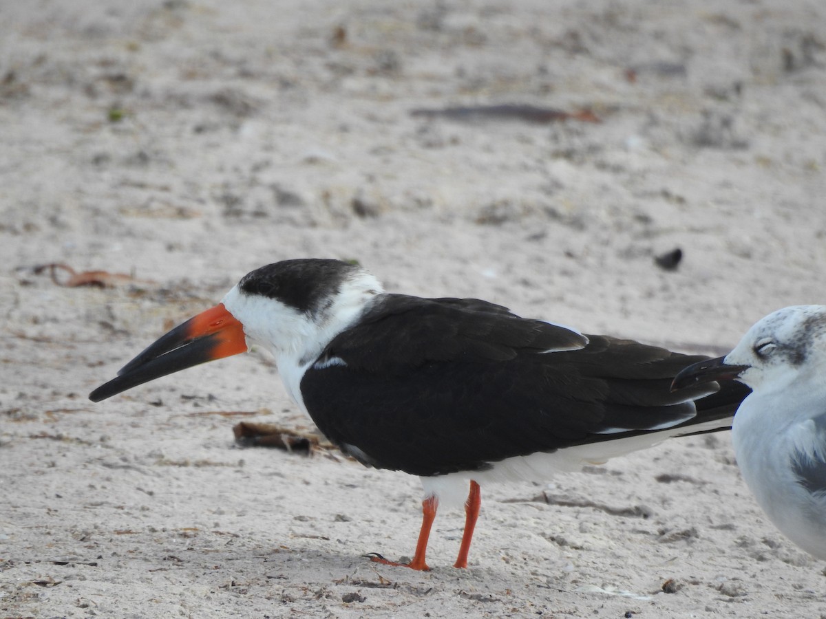 Black Skimmer - ML645076895