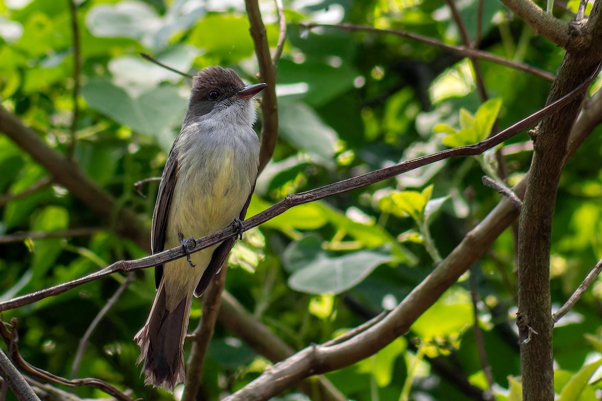 Swainson's Flycatcher - ML645076905