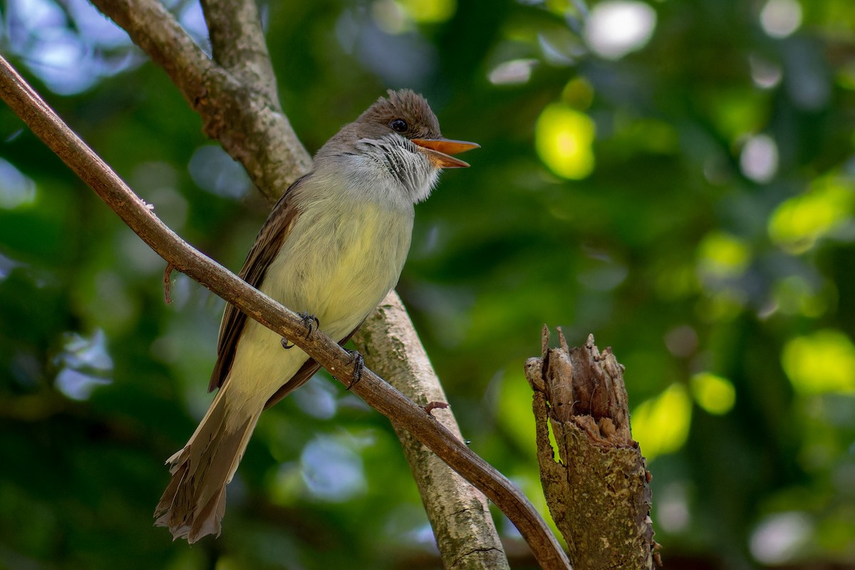 Swainson's Flycatcher - ML645076906