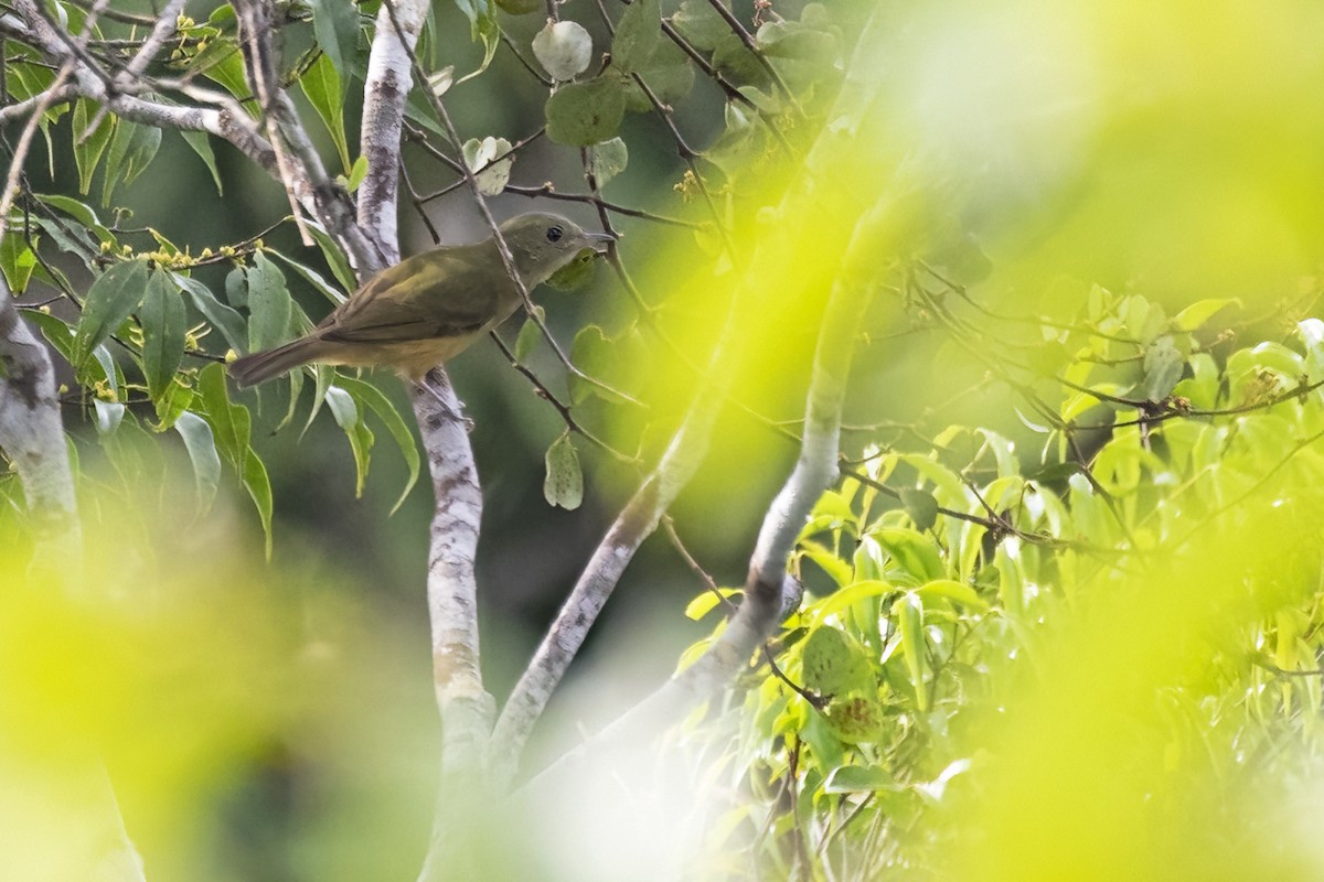 Ochre-bellied Flycatcher - ML645076917