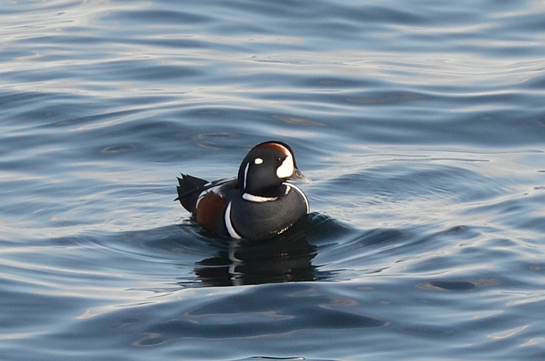 Ahate arlekina - ML645076918