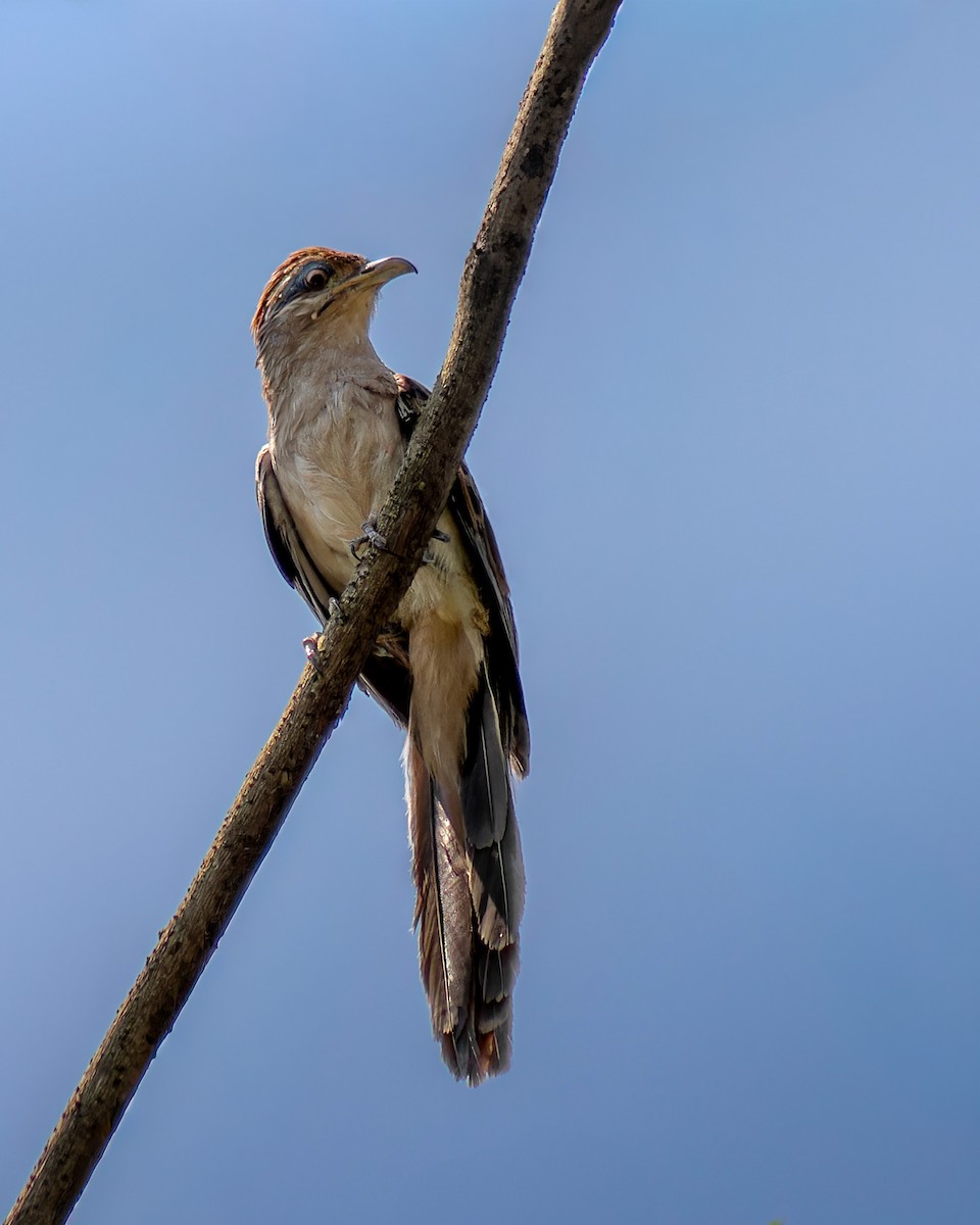 Striped Cuckoo - ML645076921