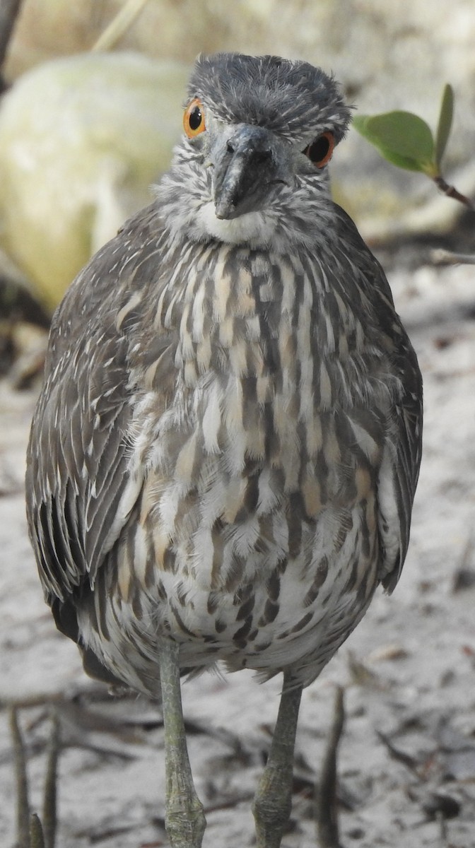 Black-crowned Night Heron - ML645076927