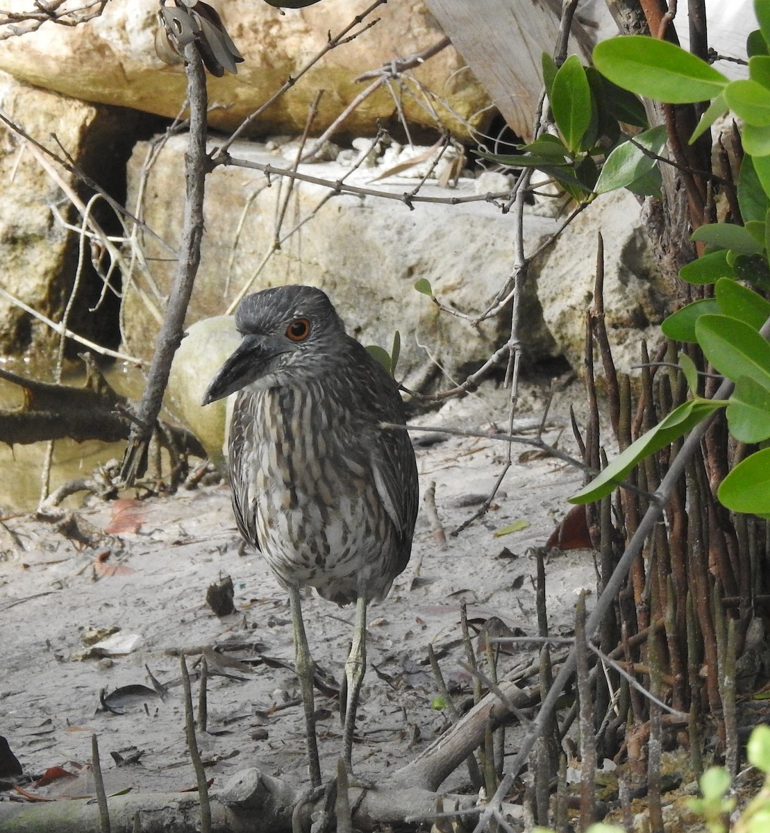 Black-crowned Night Heron - ML645076928