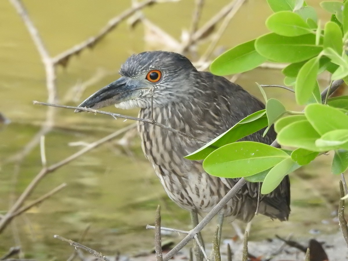 Black-crowned Night Heron - ML645076930