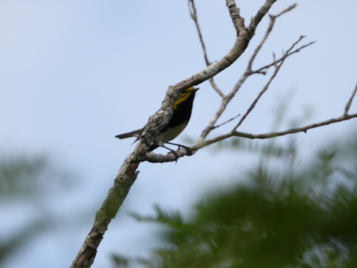 Black-throated Green Warbler - ML645076939