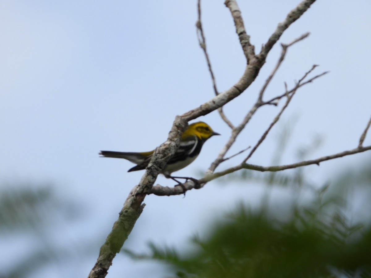 Black-throated Green Warbler - ML645076940