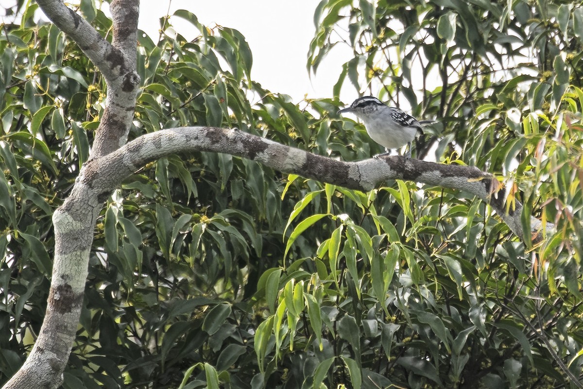 Spot-backed Antwren - ML645076945