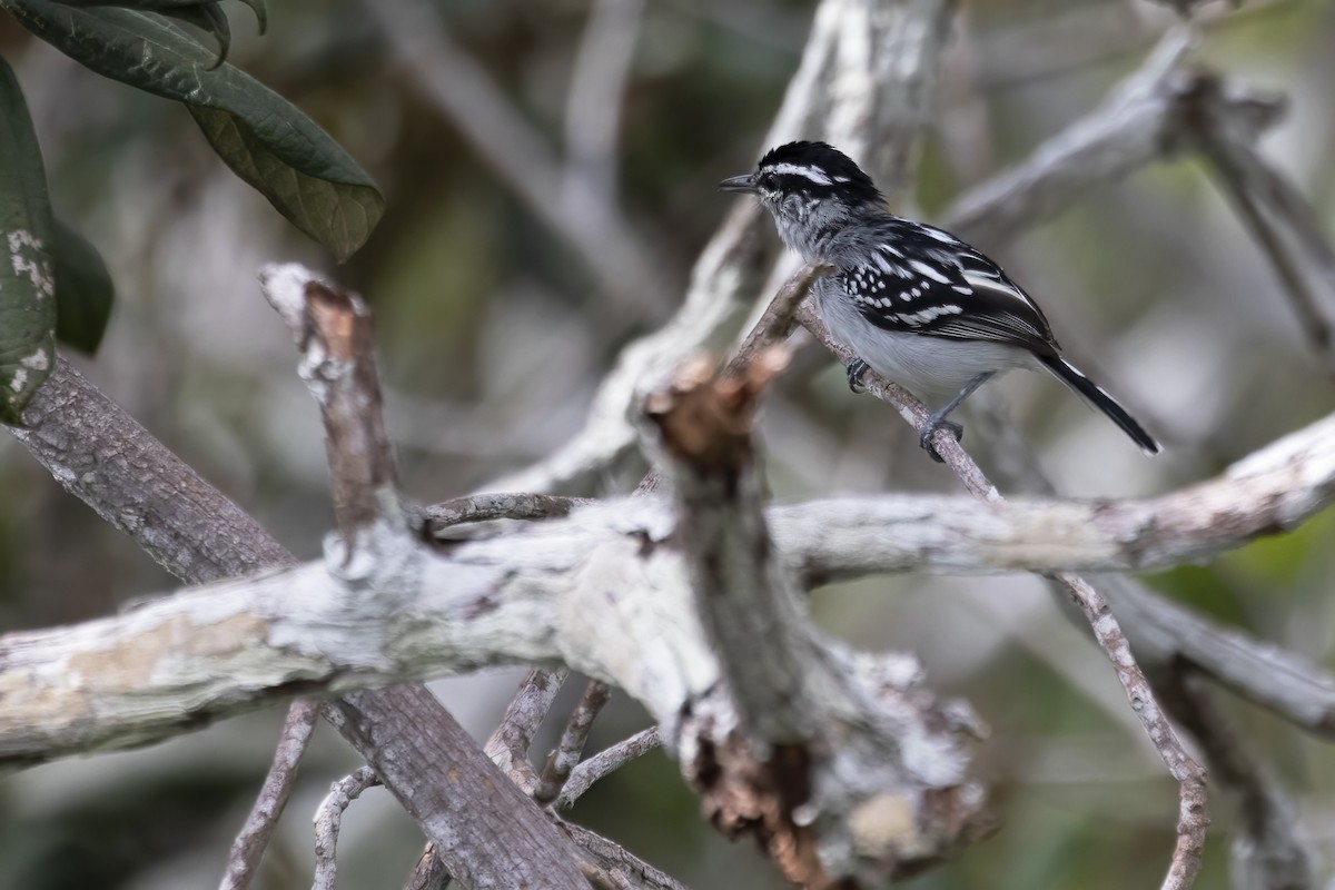 Spot-backed Antwren - ML645076946