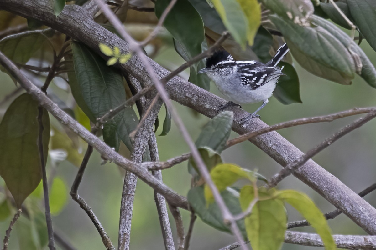 Spot-backed Antwren - ML645076954