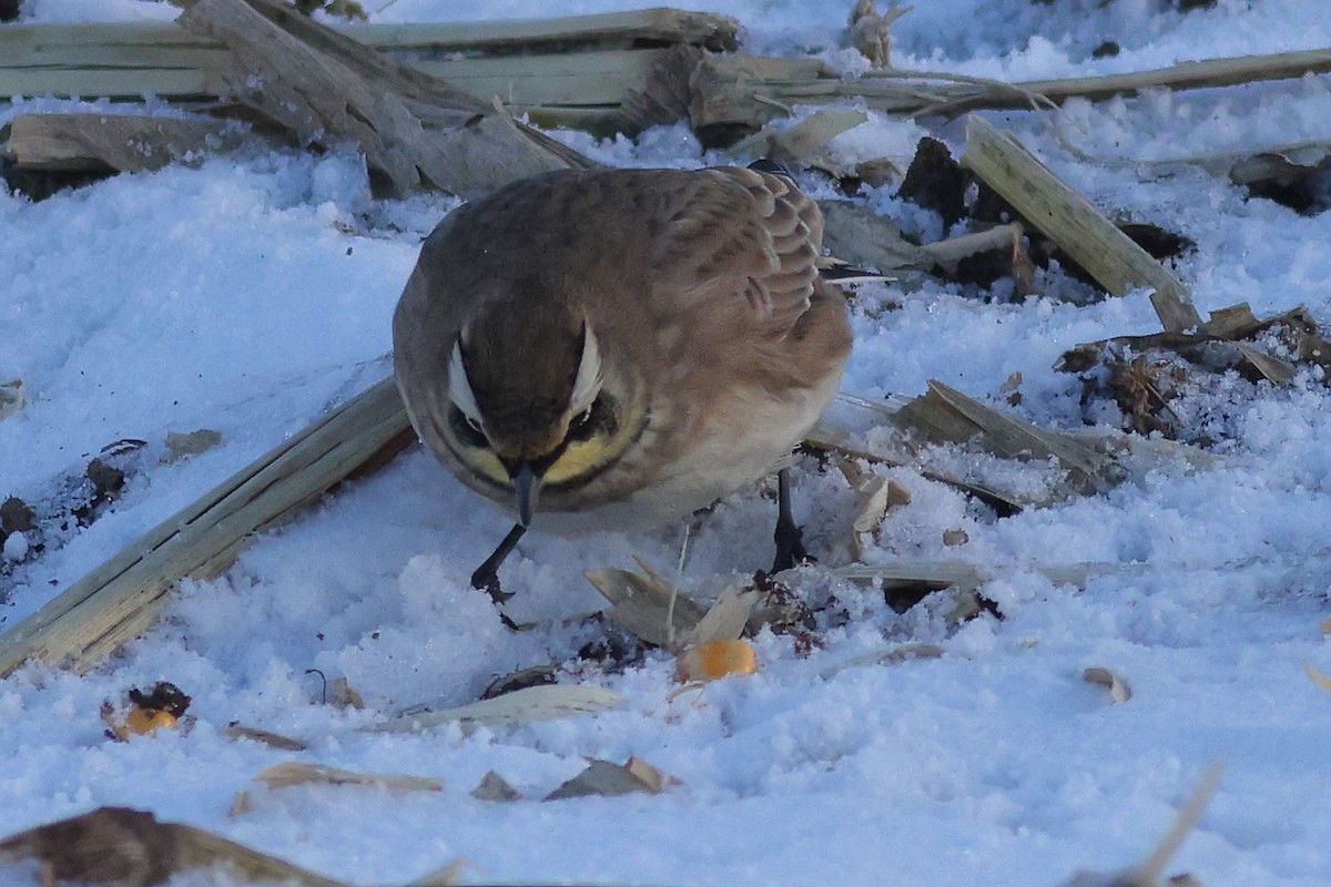 Horned Lark - ML645076960