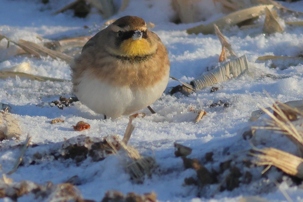 Horned Lark - ML645076961