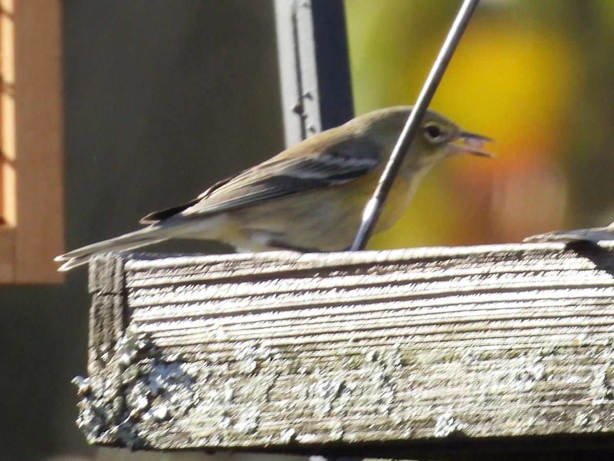 סבכון אורנים - ML645076962